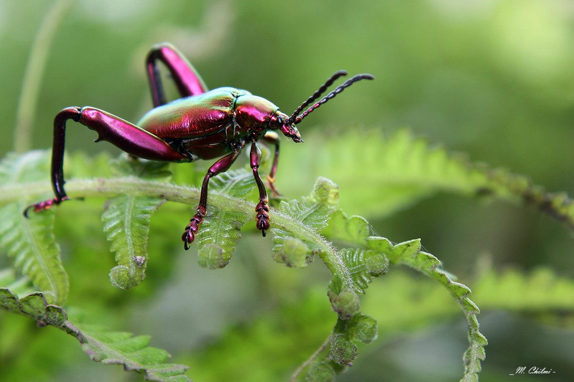 Bọ ánh kim chân ếch (Sagra buqueti, dài từ 3 - 3,5 cm) phát triển bên trong một số cây dây leo có thân to ở Đông Nam Á, đặc biệt là Thái Lan. Nó được bán cho các nhà sưu tầm như một mẫu vật côn trùng nhiệt đới hấp dẫn.