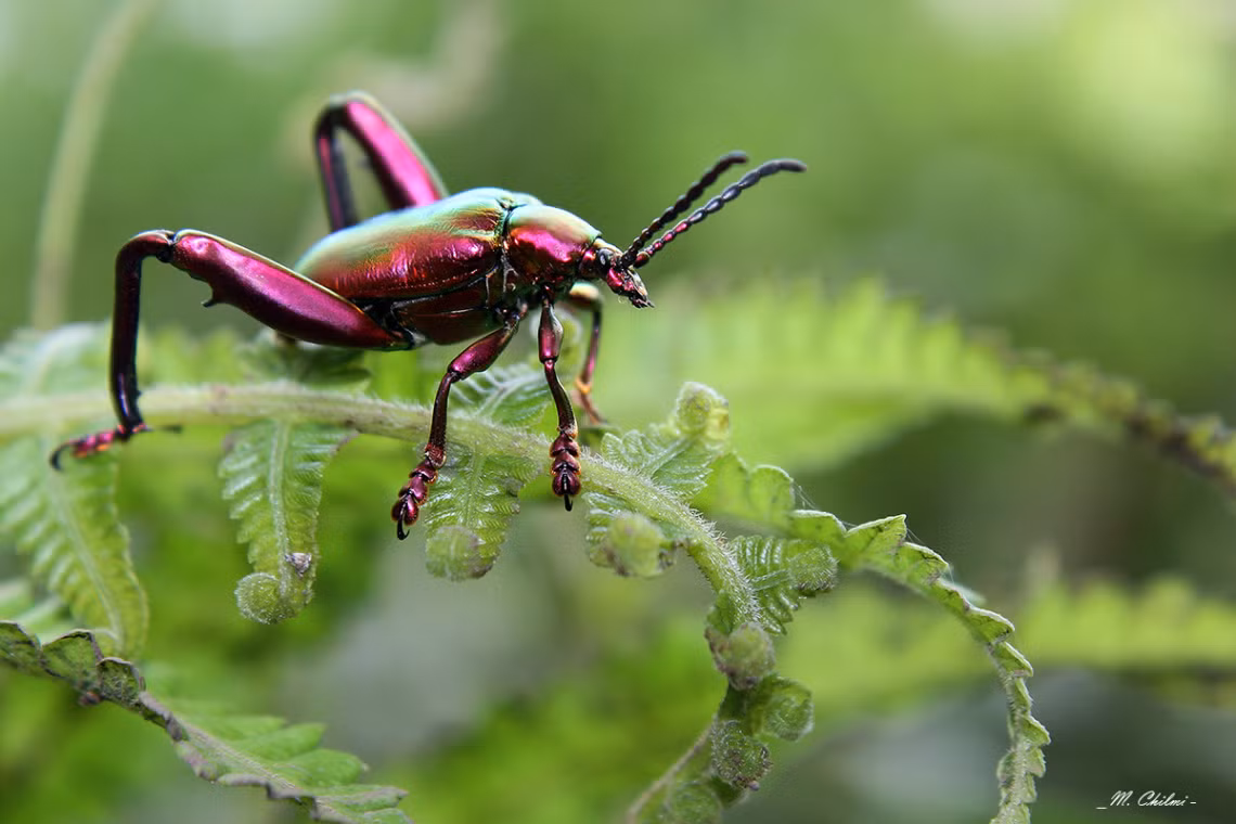 Bọ ánh kim chân ếch (Sagra buqueti, dài từ 3 - 3,5 cm) phát triển bên trong một số cây dây leo có thân to ở Đông Nam Á, đặc biệt là Thái Lan. Nó được bán cho các nhà sưu tầm như một mẫu vật côn trùng nhiệt đới hấp dẫn.