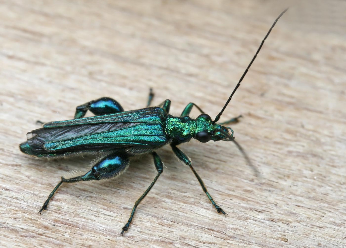 Bọ hoa chân mập (Oedemera nobilis, dài 1 - 1,2 cm) là côn trùng bản địa ở Tây Nam châu Âu. Chúng thường ăn phấn hoa ở các đồng cỏ, ấu trùng phát triển trong thân cây.