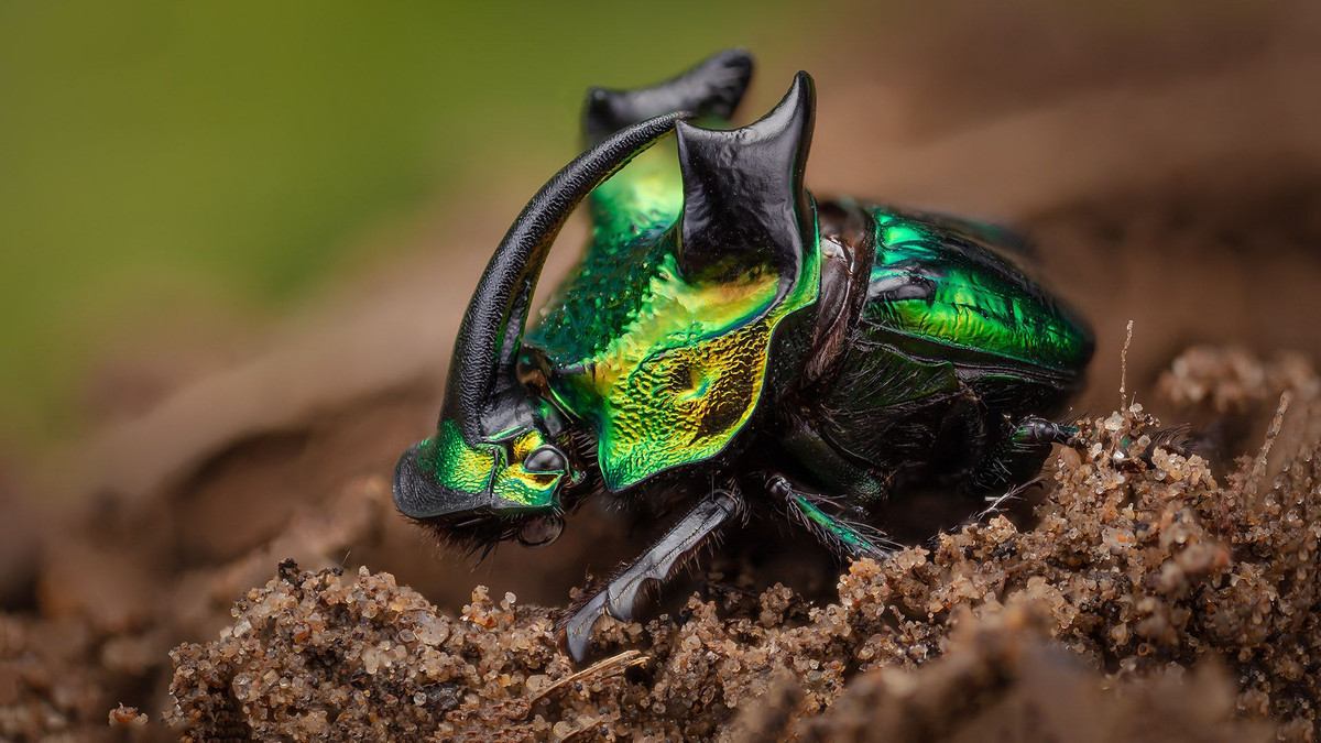 Bọ Phanaeus demon (dài 1,6 - 2,6 cm) có màu xanh ánh kim, hình thù kỳ lạ, là loài bọ cánh cứng bản địa Nam Mỹ. Chúng sinh sản trong phân của các động vật ăn cỏ, thường là ở bãi chăn thả gia súc.