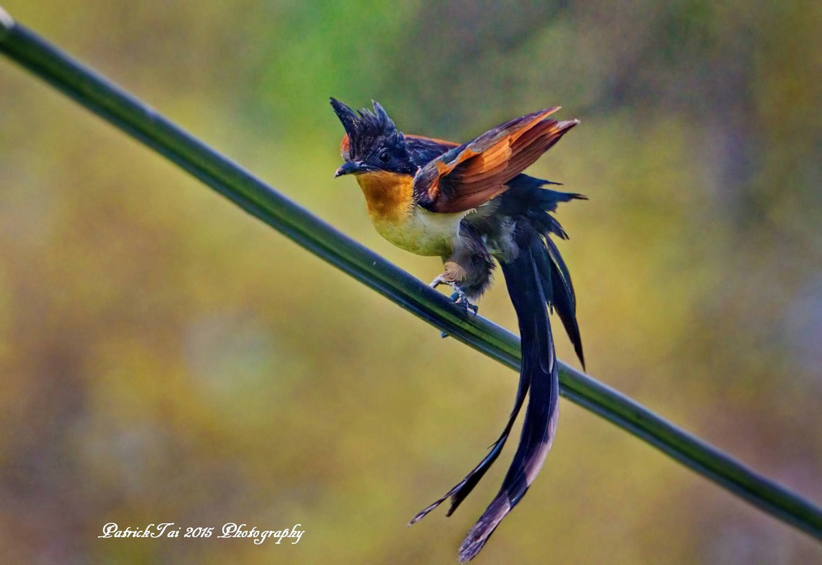 Đuôi chim khát nước dài màu đen, cổ họng xù xì, mặt dưới màu xám và lông cổ áo màu trắng xám. Các lông đuôi giữa có thể có mút trắng.