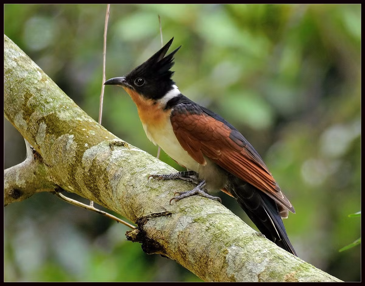 Chúng sinh sản dọc theo dãy Himalaya và di cư về phía nam vào mùa đông đến Sri Lanka, nam Ấn Độ và vùng nhiệt đới Đông Nam Á bao gồm các vùng của Indonesia, Thái Lan và Philippines.