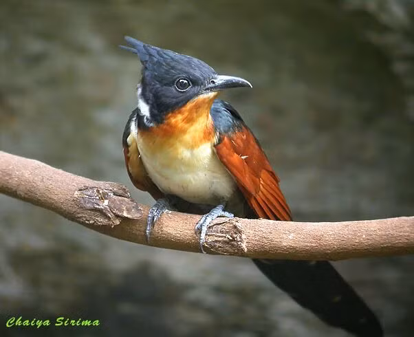 Khát nước là một loài chim trong họ Cu cu (Cuculidae), phân bố chủ yếu ở Đông Nam Á và một phần của Nam Á. Tại Việt Nam, chúng là loài trú đông ở miền Bắc hoặc định cư ở miền Nam.