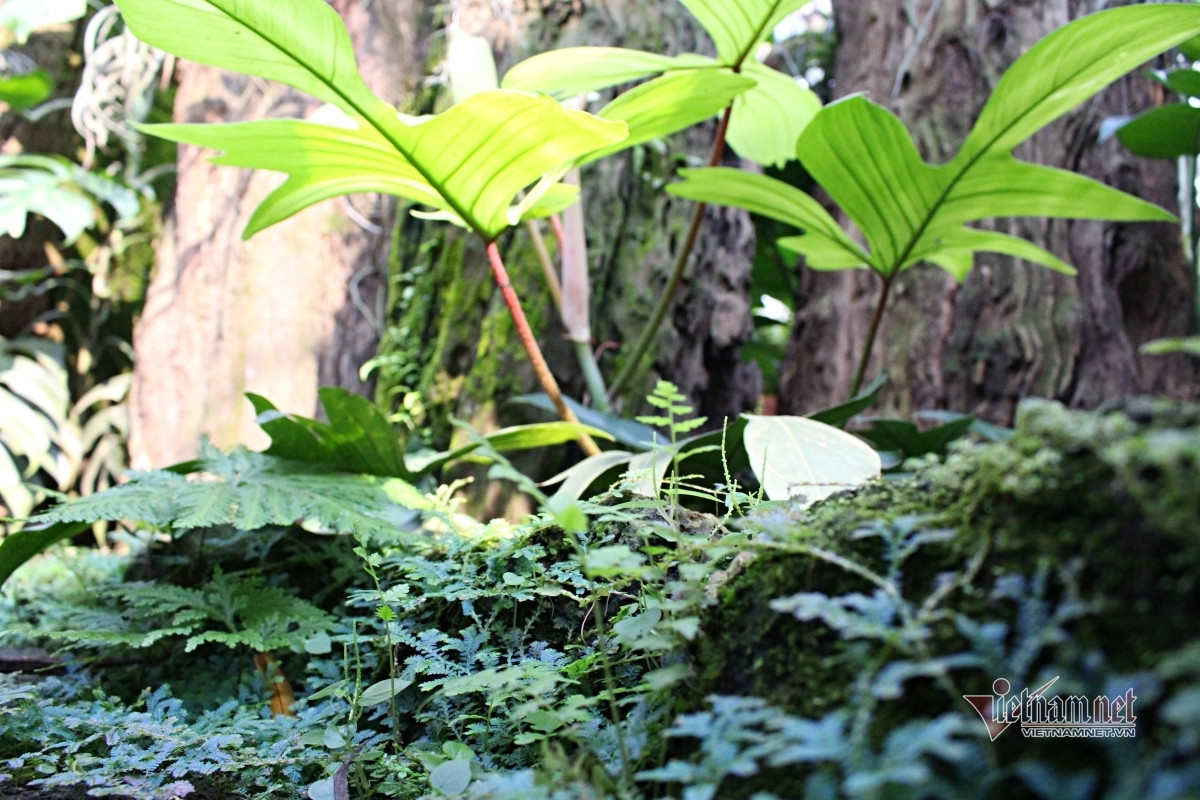 Mon qua cua me vo truoc khi qua doi khien con re kho xu