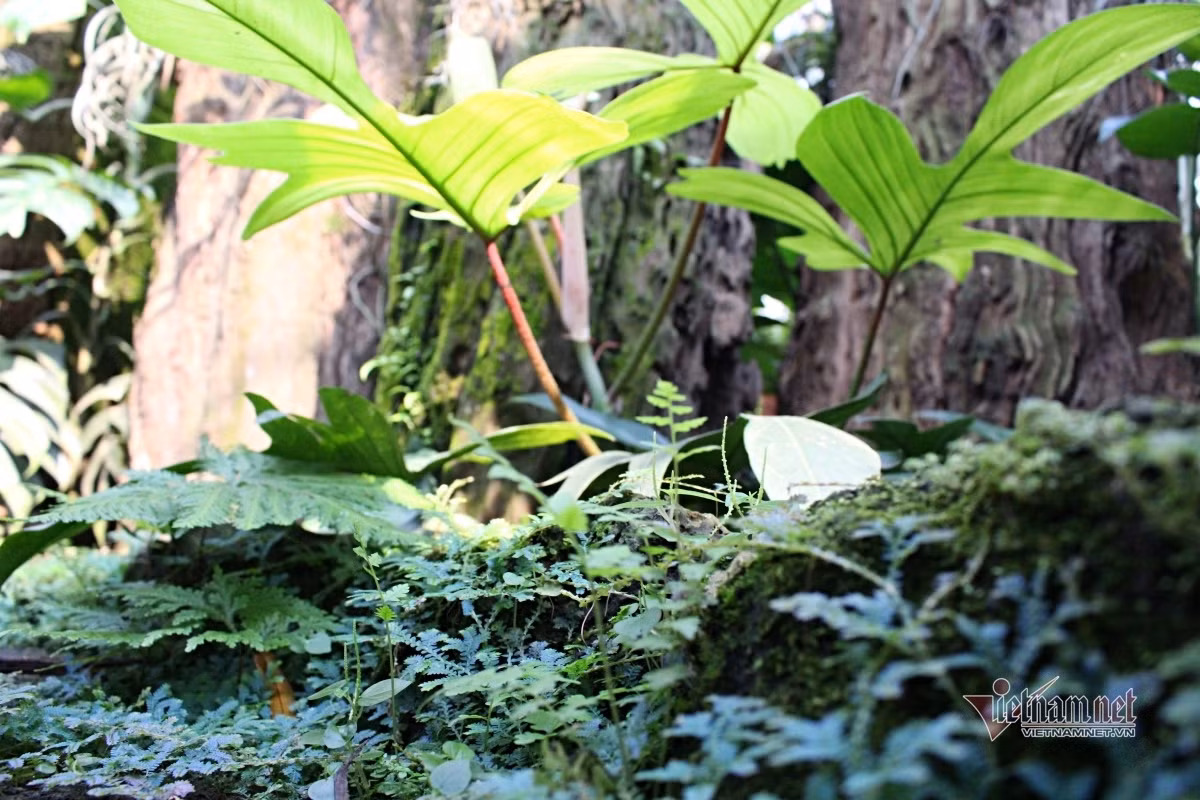 Mon qua cua me vo truoc khi qua doi khien con re kho xu