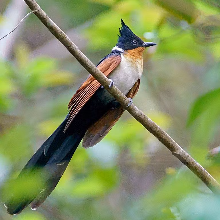 Sinh cảnh của chim khát nước là rừng thứ sinh, cây bụi, tre nứa, rừng thường xanh, rừng ngập mặn trong quá trình di cư, trú đông, ghi nhận ở độ cao lên đến 1.525 mét.