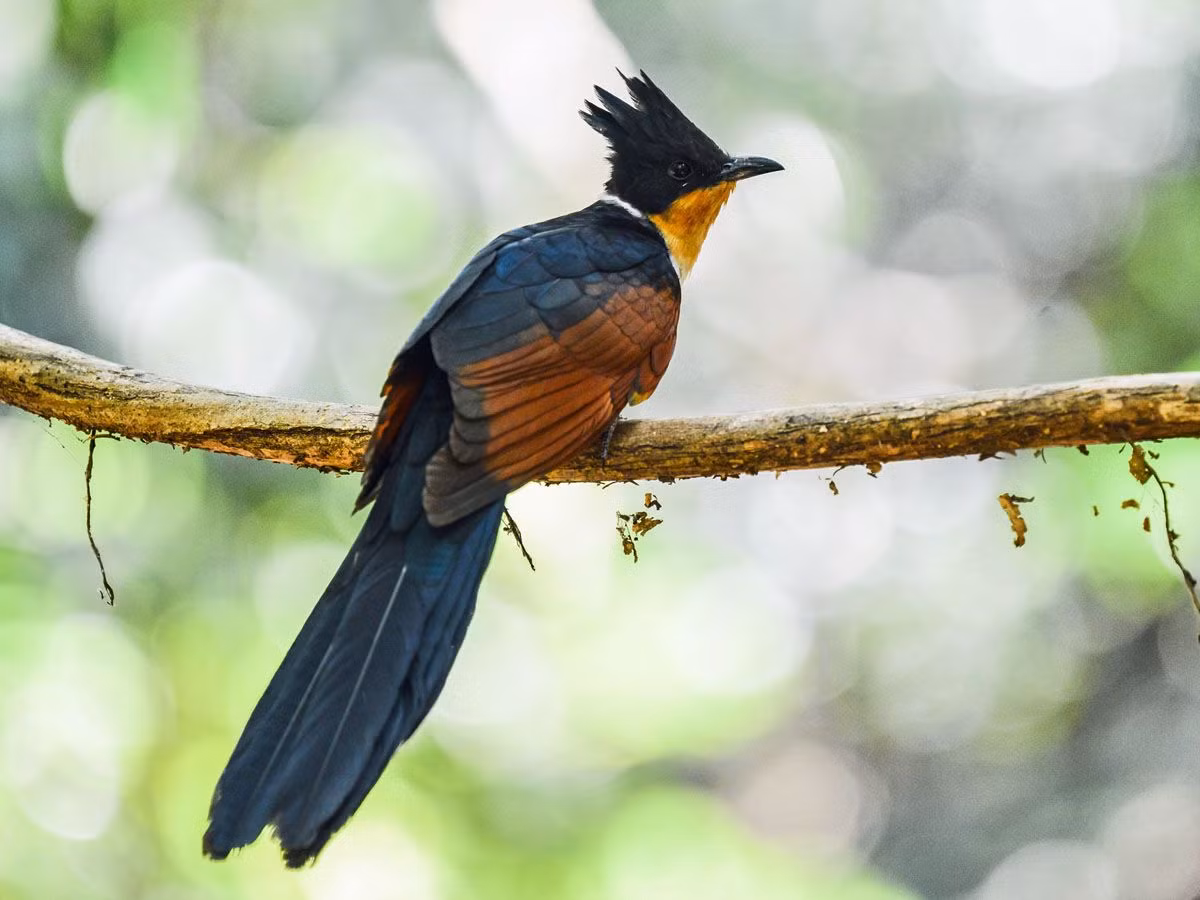 Trong các loài chim ở Việt Nam, có một loài mang cái tên rất lạ mà không nhiều người biết đến, đó là chim khát nước (Clamator coromandus).