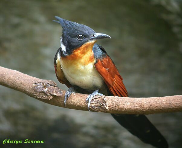 Khát nước là một loài chim trong họ Cu cu (Cuculidae), phân bố chủ yếu ở Đông Nam Á và một phần của Nam Á. Tại Việt Nam, chúng là loài trú đông ở miền Bắc hoặc định cư ở miền Nam.