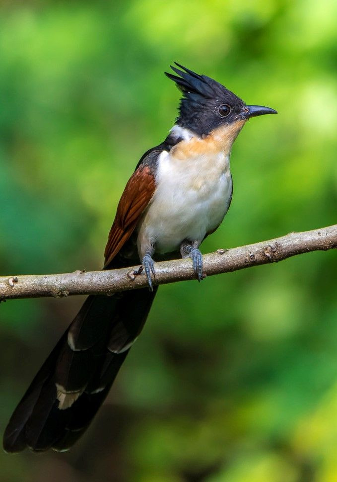 Tại Việt Nam, có thể quan sát chim khát nước tại các vườn quốc gia Xuân Thủy, Cát Tiên, Yok Đôn.