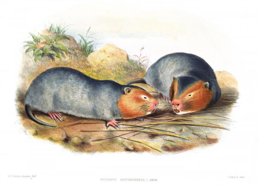 Dúi má vàng được tìm thấy ở Vân Nam, bán đảo Mã Lai, Sumatra và khu vực Đông Dương. Việt Nam cũng là một vùng phân bố bản địa của loài gặm nhấm này.