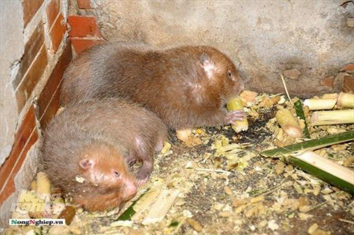 Theo các nhà nghiên cứu văn học, dúi má vàng chính là nguyên mẫu của con chuột khổng lồ bí ẩn ờ đảo Sumatra, sinh vật xuất hiện trong một tác phẩm của nhà văn trinh thám nổi tiếng Sir Arthur Conan Doyle.