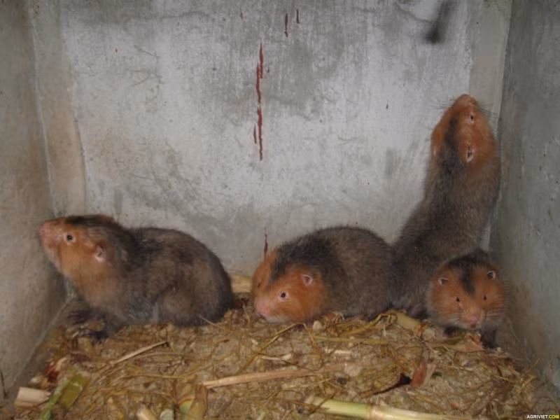 Với ngoại hình “to lớn” của mình, dúi má vàng không có gì phải ngại khi đối đầu với mèo như nhiều họ hàng nhỏ bé của chúng – các loài chuột.