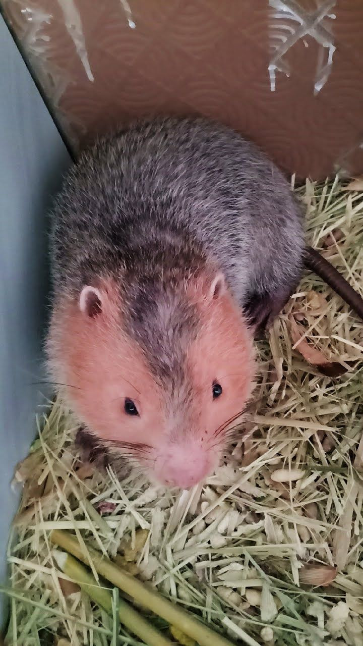 Trong các loài dúi đã biết, dúi má vàng hay dúi má đào (Rhizomys sumatrensis) là loài dúi có kích thước lớn nhất. Loài " chuột khổng lồ" này dài từ 40–50 cm, nặng từ 3–4 kg, chúng có thể to hơn cả một con mèo nhà trưởng thành.