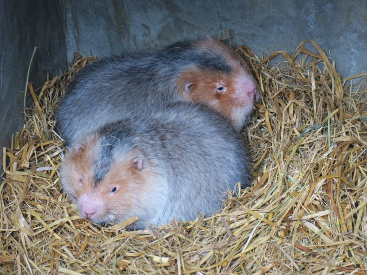 Nét đặc trưng của loài dúi này là phần lông ở hai bên mặt có màu vàng, cũng chính là nguồn gốc tên gọi "dúi má vàng".