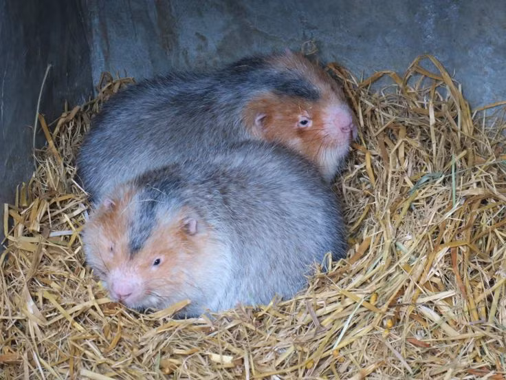 Nét đặc trưng của loài dúi này là phần lông ở hai bên mặt có màu vàng, cũng chính là nguồn gốc tên gọi "dúi má vàng".