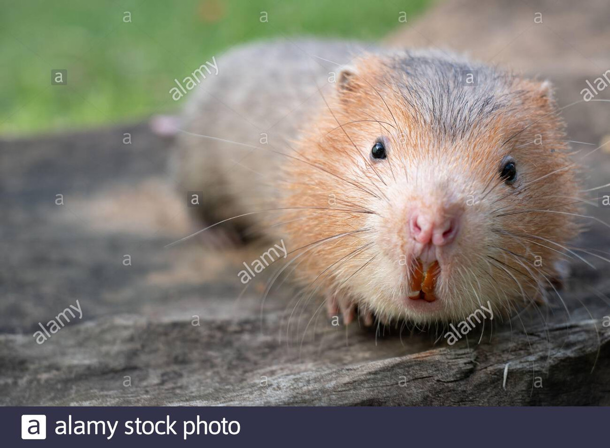 Chúng là con mồi ưa thích của các loài săn mồi lớn hơn trong thiên nhiên, và cả con người, vì nhiều thịt và mùi vị khá hấp dẫn.