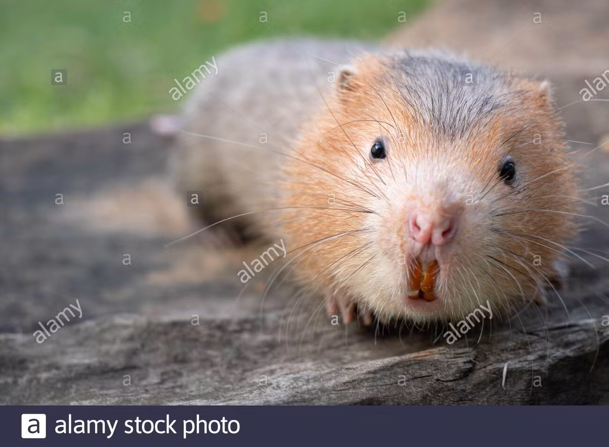 Chúng là con mồi ưa thích của các loài săn mồi lớn hơn trong thiên nhiên, và cả con người, vì nhiều thịt và mùi vị khá hấp dẫn.