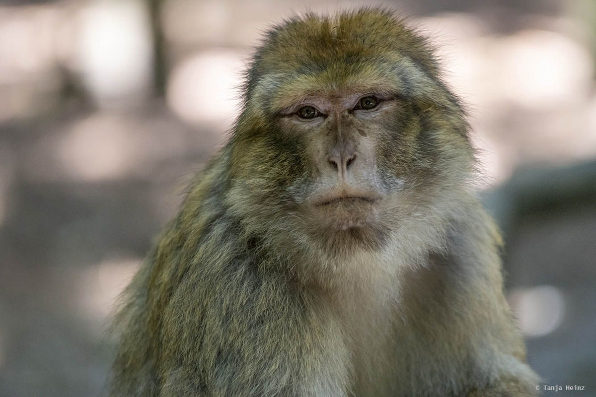 Năm 180 TCN, thầy thuốc gốc Hy Lạp Galen đưa ra nhiều quan điểm về giải phẫu học cơ thể người thông qua việc giải phẫu khỉ Barbary. Không phải mọi nhận định của ông đều đúng, nhưng nó đã trở thành nền tảng cho khoa học giải phẫu trong nhiều thế kỷ.