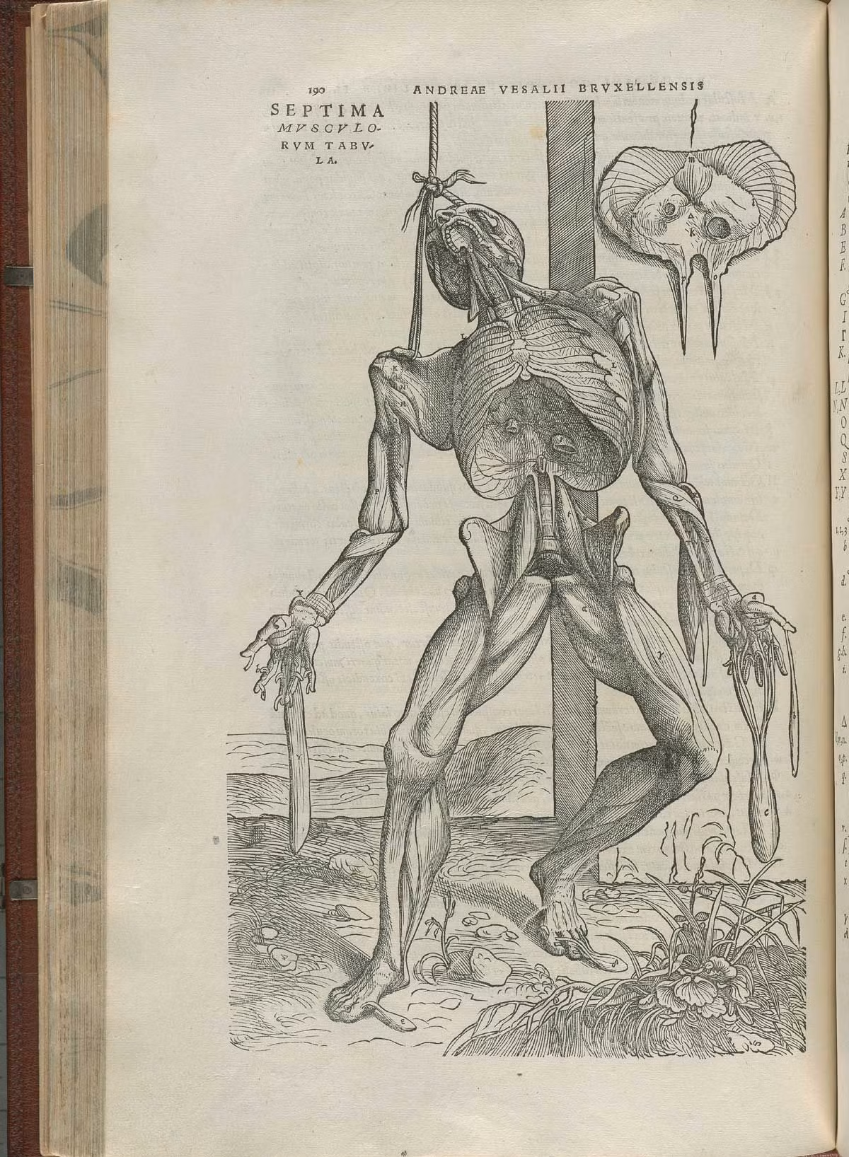 Năm 1543, các họa sĩ đã đến quan sát các buổi mổ xác của Andreas Vesalius, nhà giải phẫu học người Flanders, để vẽ nên những bức minh họa cực chính xác cho tác phẩm Corporis Fabrica của ông.