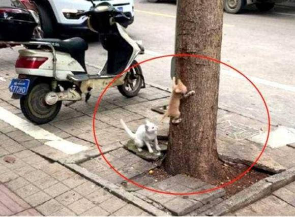 Bài học tuyệt vời khi mèo mẹ dạy con leo cây Bai hoc tuyet voi khi meo me day con leo cay