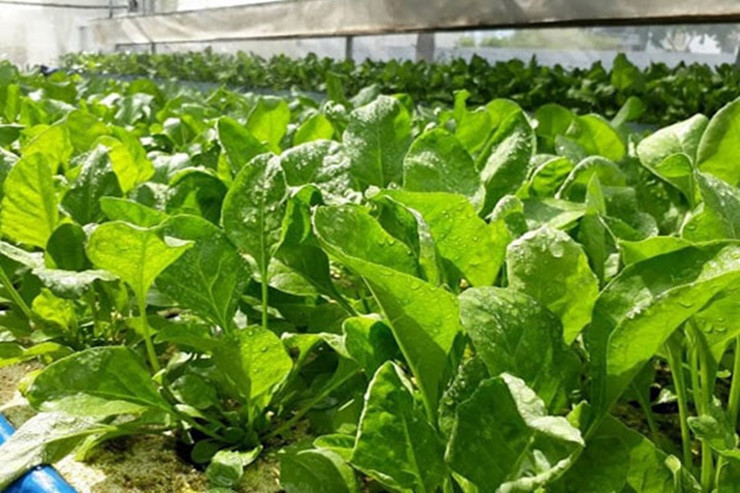 Có nông dân chỉ trồng 36m2 đã cho thu nhập 2,5 triệu đồng.