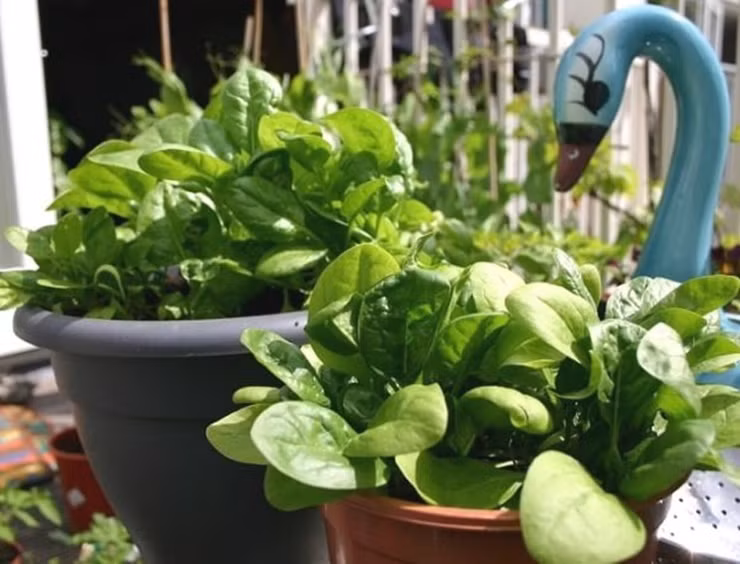 Loài rau này có giá trị kinh tế cao bởi chứa hơn 35 loại vitamin và dưỡng chất giúp bảo vệ tim mạch cơ thể người, bổ mắt, chắc khỏe xương, phòng ngừa cao huyết áp.