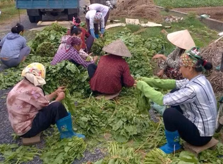 Rau cải bó xôi ưa lạnh, chỉ sau 45 ngày trồng đã cho thu hoạch. Đặc điểm đáng chú ý là cây phát triển nhanh, lá to.