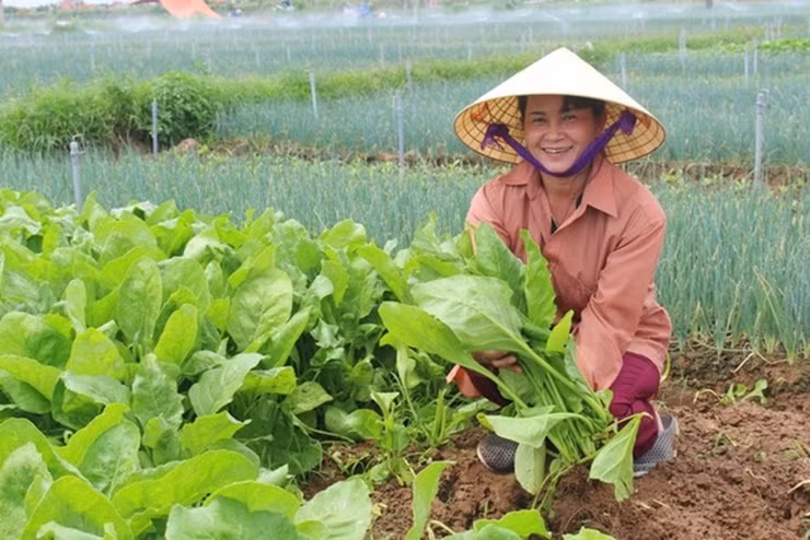 Đây là loại rau nhìn ngoài bình thường nhưng lại có giá trị cao đưa về nguồn thu lớn.