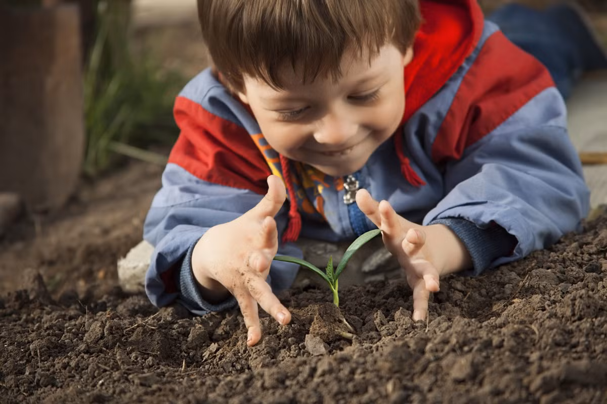 Gieo hạt, trồng cây: Nhiều trẻ mầm non học gieo hạt ở trường nhưng không biết chuyển cây con ra vườn. Bố mẹ hoàn toàn có thể hướng dẫn con cách trồng cây, chú ý các chi tiết nhỏ để cây sống và phát triển khỏe mạnh từ khi con mới 6 hoặc 7 tuổi. Ảnh: Kiddipedia.