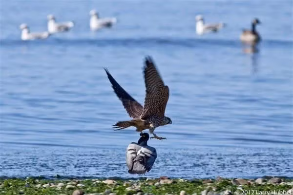 6 đội quân động vật có “1-0-2” trong lịch sử chiến tranh - Hình 9 6 doi quan dong vat co “1-0-2” trong lich su chien tranh-Hinh-9