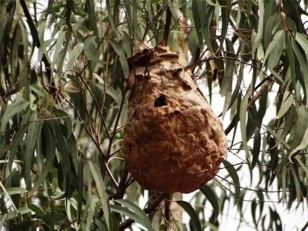 6 đội quân động vật có “1-0-2” trong lịch sử chiến tranh - Hình 11 6 doi quan dong vat co “1-0-2” trong lich su chien tranh-Hinh-11