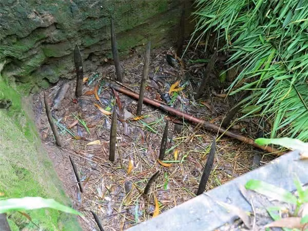 6 đội quân động vật có “1-0-2” trong lịch sử chiến tranh - Hình 12 6 doi quan dong vat co “1-0-2” trong lich su chien tranh-Hinh-12