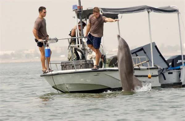 6 đội quân động vật có “1-0-2” trong lịch sử chiến tranh - Hình 14 6 doi quan dong vat co “1-0-2” trong lich su chien tranh-Hinh-14