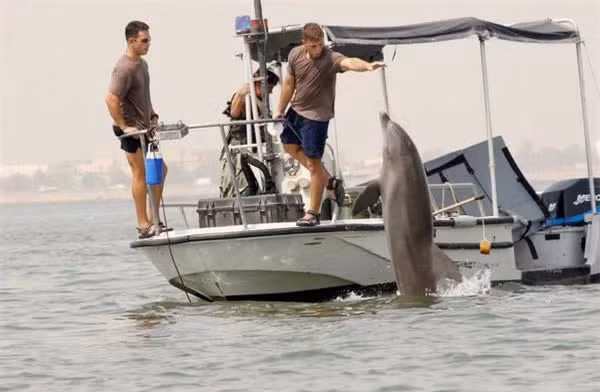 6 đội quân động vật có “1-0-2” trong lịch sử chiến tranh - Hình 14 6 doi quan dong vat co “1-0-2” trong lich su chien tranh-Hinh-14