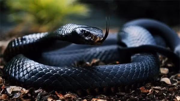 6 đội quân động vật có “1-0-2” trong lịch sử chiến tranh - Hình 6 6 doi quan dong vat co “1-0-2” trong lich su chien tranh-Hinh-6