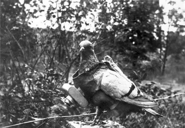 6 đội quân động vật có “1-0-2” trong lịch sử chiến tranh - Hình 8 6 doi quan dong vat co “1-0-2” trong lich su chien tranh-Hinh-8