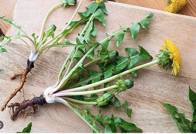 Loai cay moc hoang la vua thai doc, tot cho nguoi mac benh xuong khop-Hinh-3