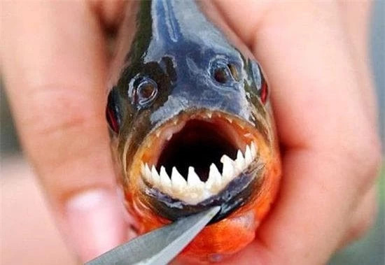 Song Amazon khung khiep voi con nguoi nhu the nao?-Hinh-8