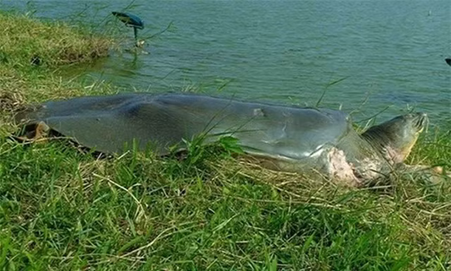 Viet Nam so huu rua quy hiem: Ca the gioi chi con 2 ca the-Hinh-2