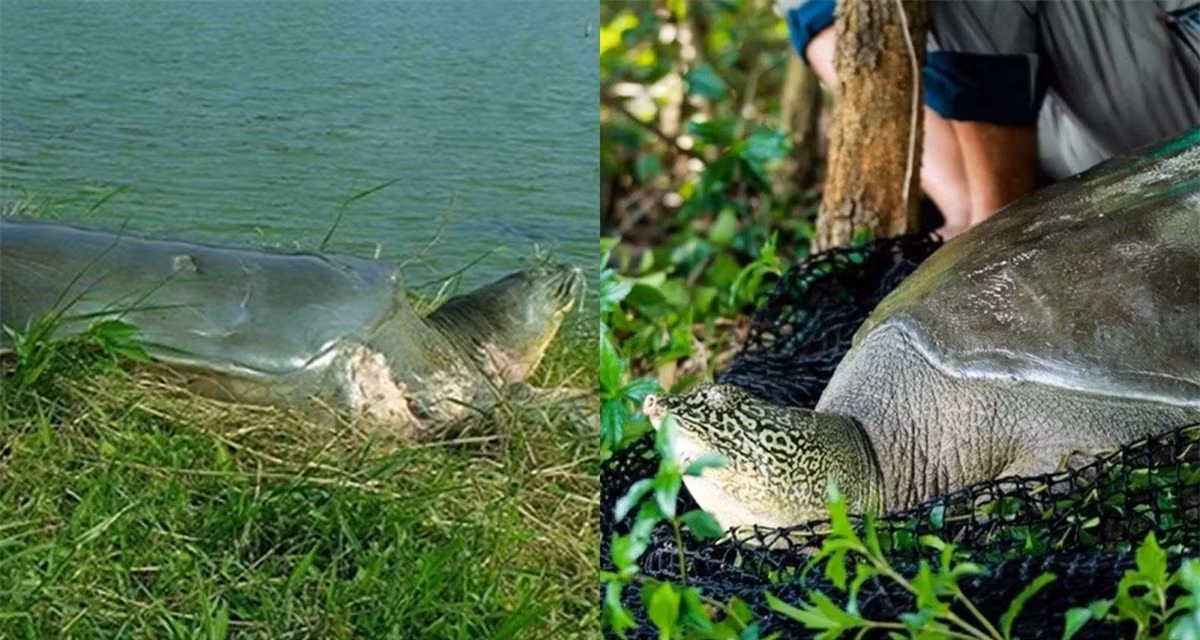 Viet Nam so huu rua quy hiem: Ca the gioi chi con 2 ca the