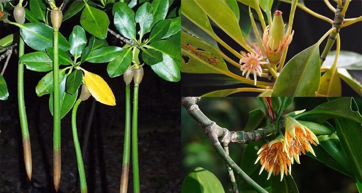 Loai cay ky di nhat the gioi, sinh va nuoi con giong het dong vat