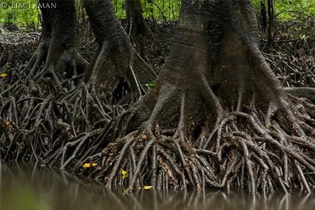 Loài cây kỳ dị nhất thế giới, sinh và nuôi con giống hệt động vật - Hình 7 Loai cay ky di nhat the gioi, sinh va nuoi con giong het dong vat-Hinh-7