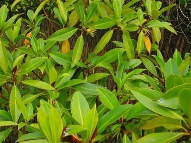 Loài cây kỳ dị nhất thế giới, sinh và nuôi con giống hệt động vật - Hình 6 Loai cay ky di nhat the gioi, sinh va nuoi con giong het dong vat-Hinh-6