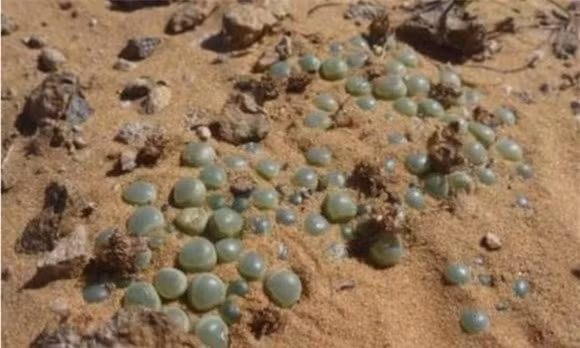 Du khach chau Phi nhat ngoc bich, nguoi dan dia phuong ngan lai, vi sao?