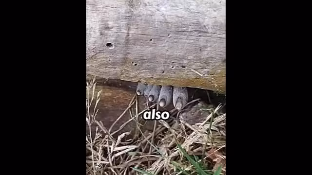 Ban chan tho ra duoi khuc go va su that bat ngo phia sau