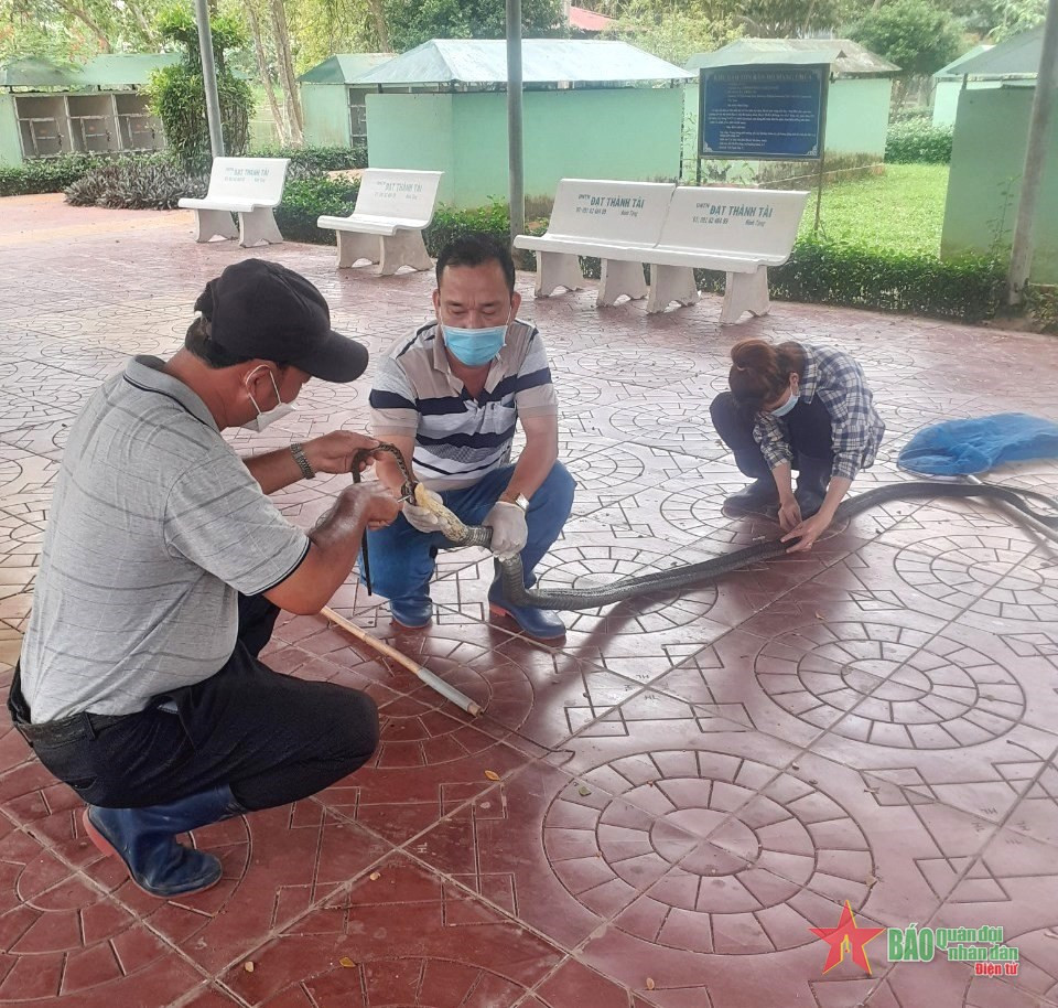 Chăm sóc rắn chẳng khác một đứa trẻ. Mỗi lần chúng không ăn hoặc bị bệnh, các nhân viên phải đút từng miếng mồi.