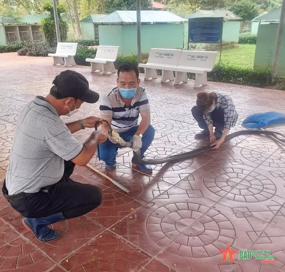 Chăm sóc rắn chẳng khác một đứa trẻ. Mỗi lần chúng không ăn hoặc bị bệnh, các nhân viên phải đút từng miếng mồi.