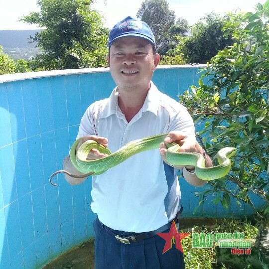 Bên cạnh việc bảo tồn và phát triển các loài rắn quý hiếm, Trại rắn Đồng Tâm còn nghiên cứu thuốc giải độc rắn.