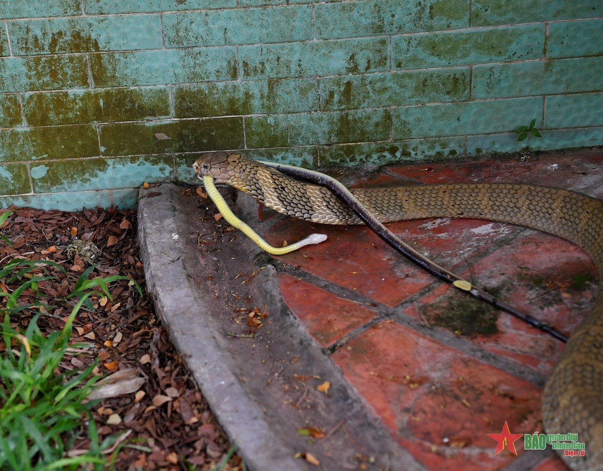 Rắn hổ mang chúa mỗi lần có thể ăn được hơn 2kg rắn nhỏ.