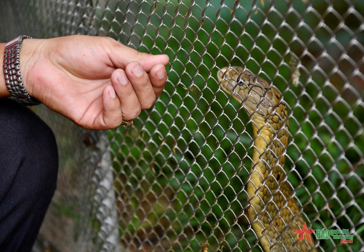 Hổ mang chúa được xem là loài độc nhất, xếp bậc "E" trong Sách Đỏ Việt Nam.